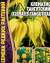 Клематис Тангутский (Григорьев) 10шт  – купить в г. Волгоград