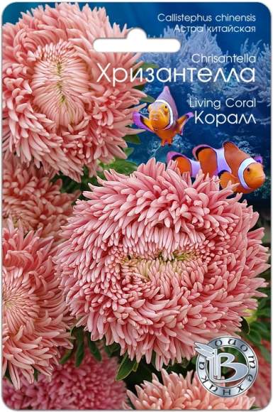 Хризантелла Коралл (биотехника) 30шт  – купить в г. Волгоград