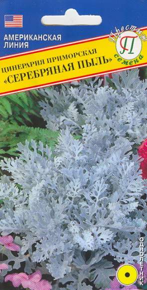 Цинерария Серебряная пыль (престиж) 100 шт – купить в г. Волгоград Цинерария Серебряная пыль (престиж) 100 шт – купить в г. Волгоград