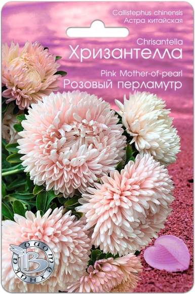 Хризантелла Розовый перламутр (биотехника) 30шт  – купить в г. Волгоград