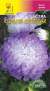 Астра Клеопатра серебряная (цветущий сад) 0,2гр  – купить в г. Волгоград