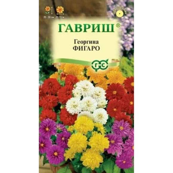 Георгина Фигаро (гавриш) 7 шт  – купить в г. Волгоград