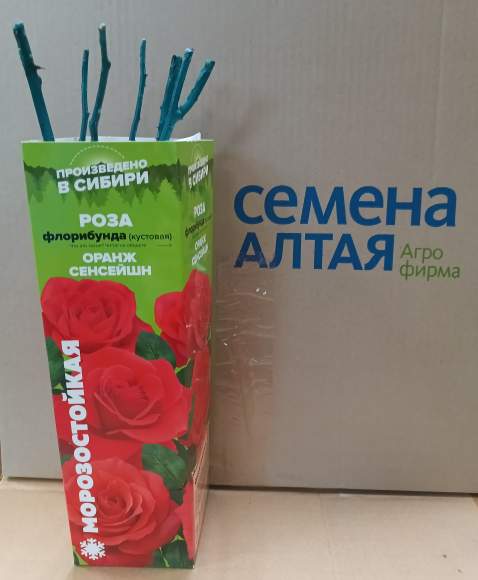Роза Алтай флорибунда (кустовая) Оранж Сенсейшн 1шт   – купить в г. Волгоград
