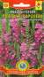 Физостегия Розовая королева (плазмас) 10 шт  – купить в г. Волгоград