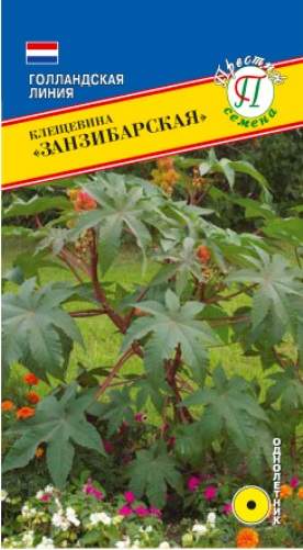 Клещевина Занзибарская (престиж) 5шт  – купить в г. Волгоград
