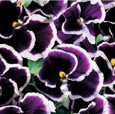 Анютины глазки Черника со сливками (поиск) 0,1гр   – купить в г. Волгоград