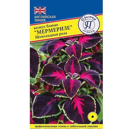 Колеус Мермеризе Шоколадная роза (престиж) 5 шт  – купить в г. Волгоград