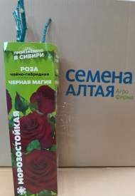 Роза Алтай чайно-гибридная Черная Магия 1шт 