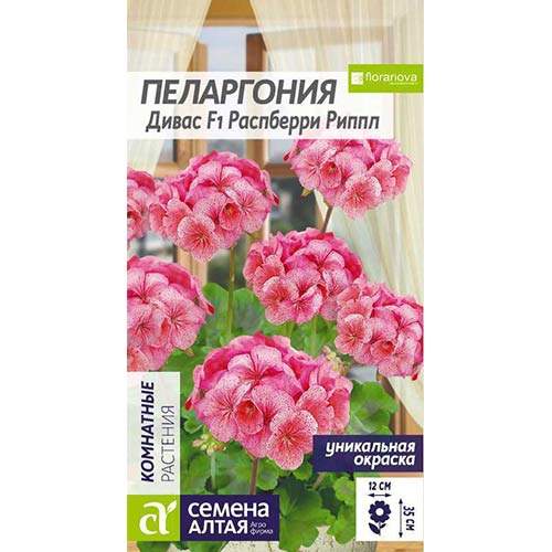 Пеларгония Дивас F1 Распберри Риппл (семена Алтая) 4 шт – купить в г. Волгоград Пеларгония Дивас F1 Распберри Риппл (семена Алтая) 4 шт – купить в г. Волгоград