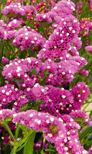 Статица Суприм карминная (поиск) 0,15 гр  – купить в г. Волгоград