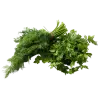 Зеленые и пряные культуры