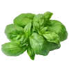 базилик