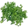 кориандр (кинза)