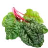 мангольд
